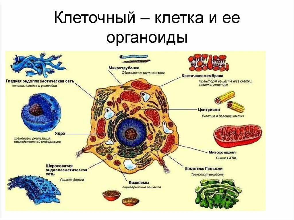 Клетка и клеточные органеллы. Клетка органоиды клетки строение и функции клетки. Органоиды клетки 10 класс биология. Органоиды и структура клетки животной.