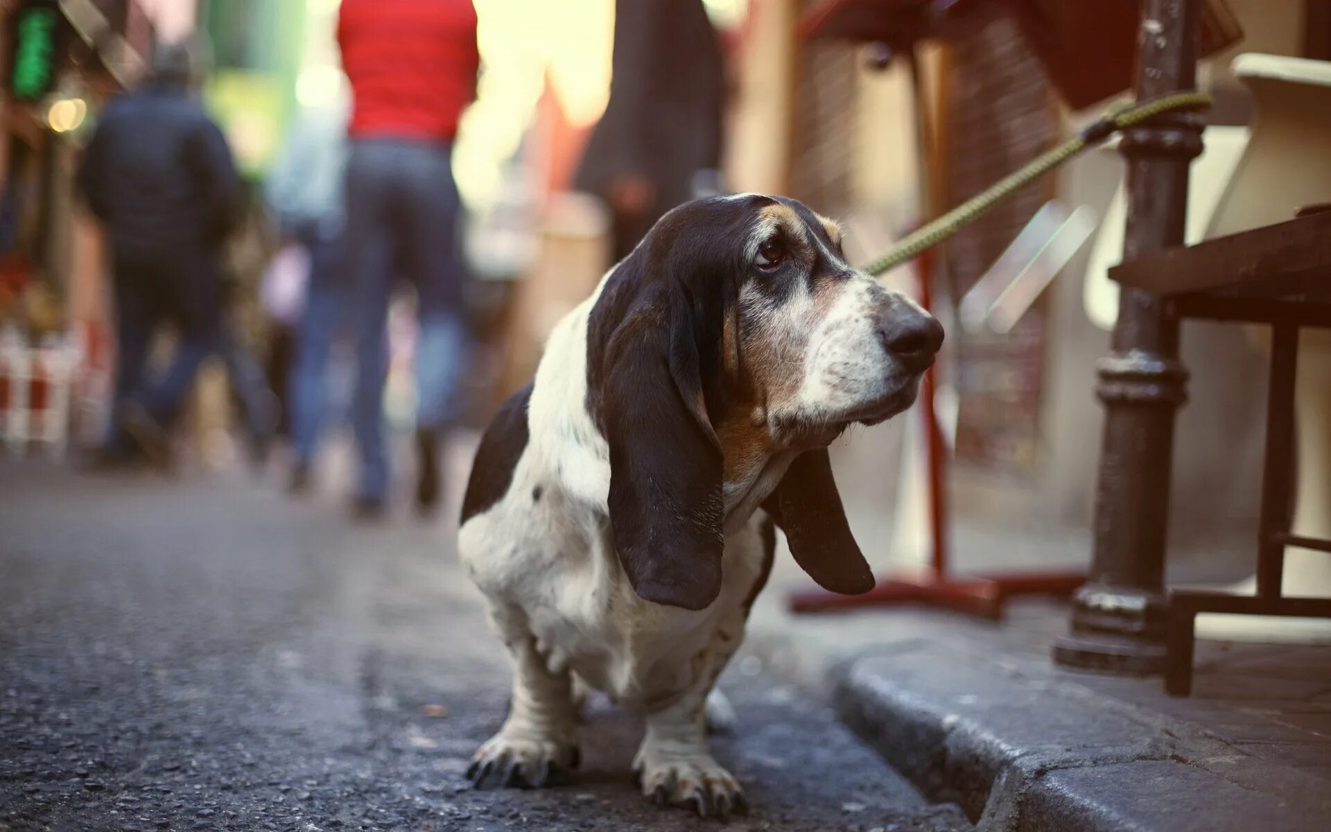 Жизнь собаки на улице. Бассет-хаунд- дворняжка. Собака на улице. Щенок на улице. Красивые уличные собаки.