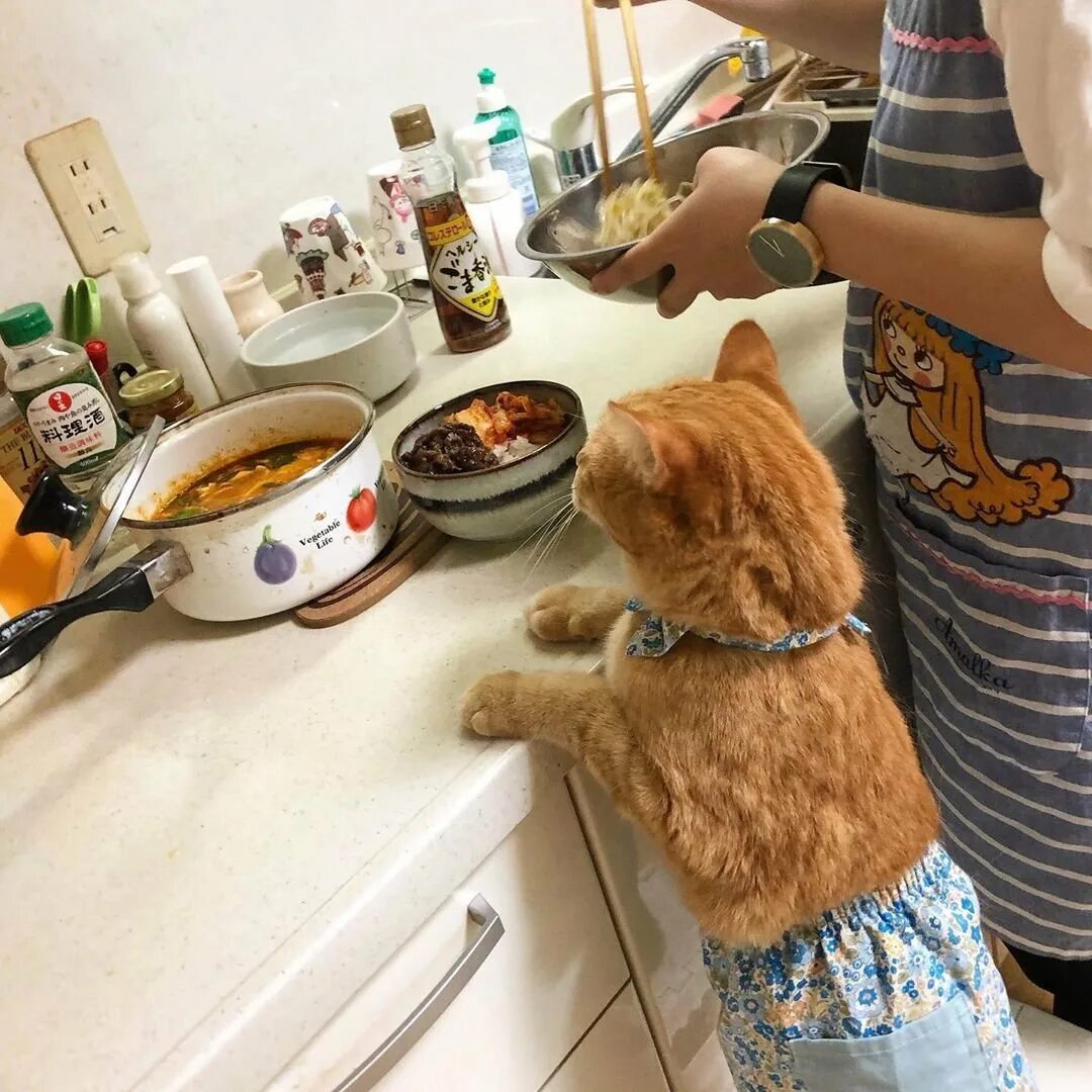 Cats kitchen. Кот на кухне. Котенок на кухне. Кот готовит. Смешные котики на кухне.