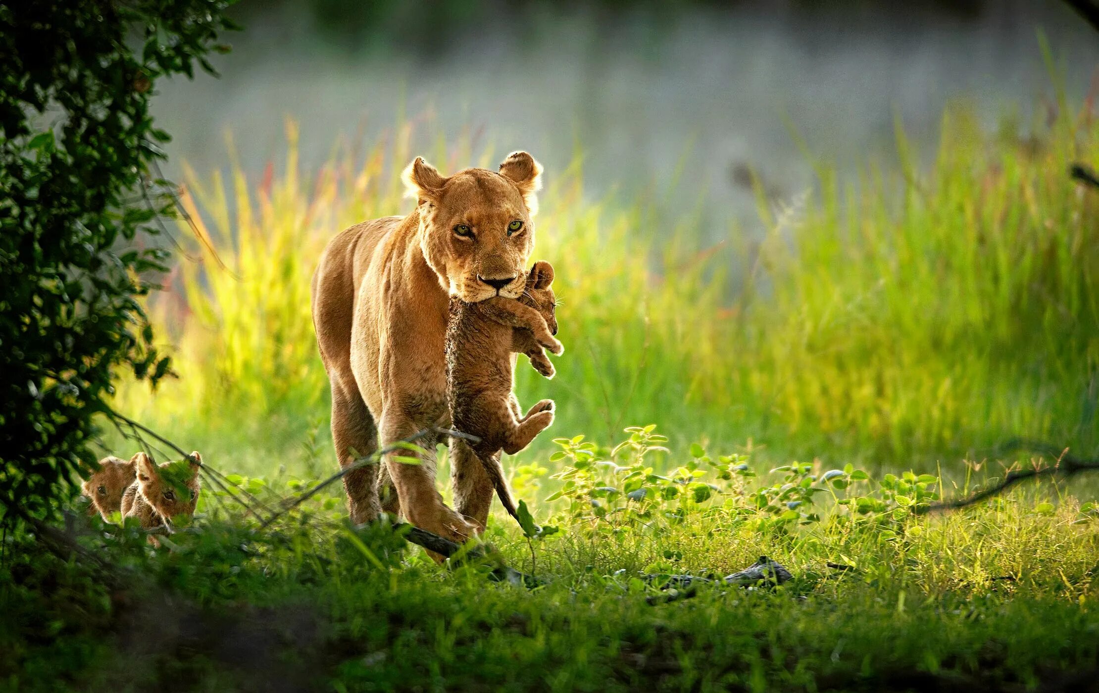 Wildlife ответы. Wildlife Studios. Wildlife Studios для презентация. Wildlife кто этот музыкант.. Wildlife photographer Clipart.