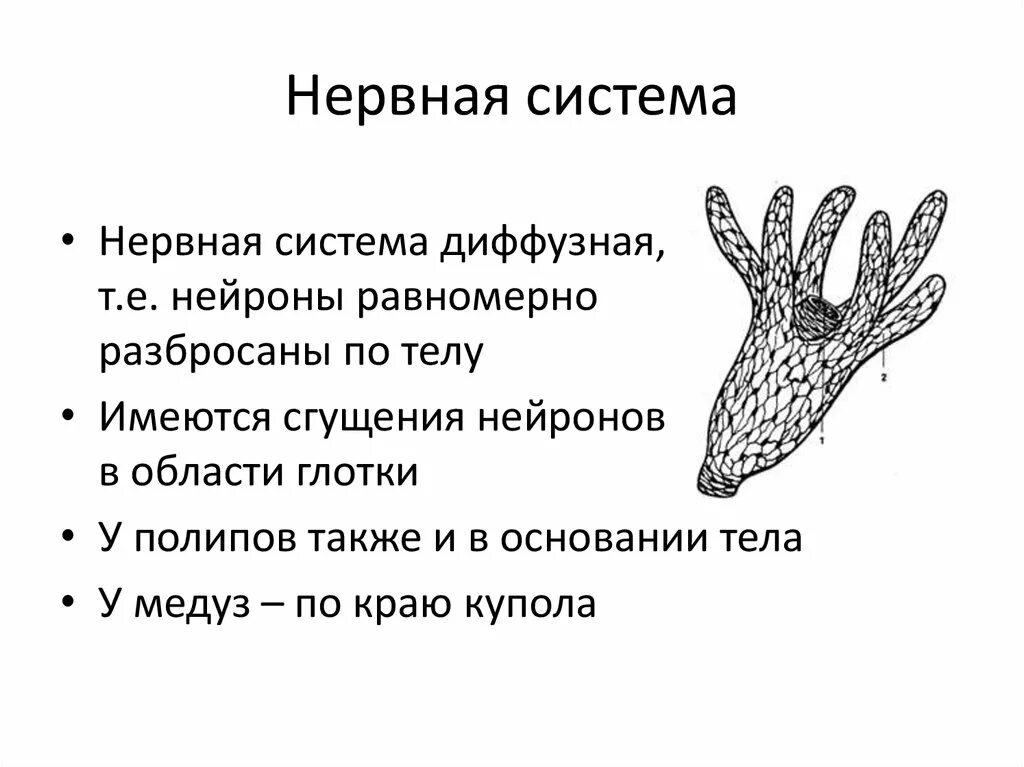 Диффузно разбросанная нервная система. Нервная система система кишечнополостных. Гидра нервная система диффузного типа. Диффузная нервная система кишечнополостных. Строение сетчатой нервной системы.