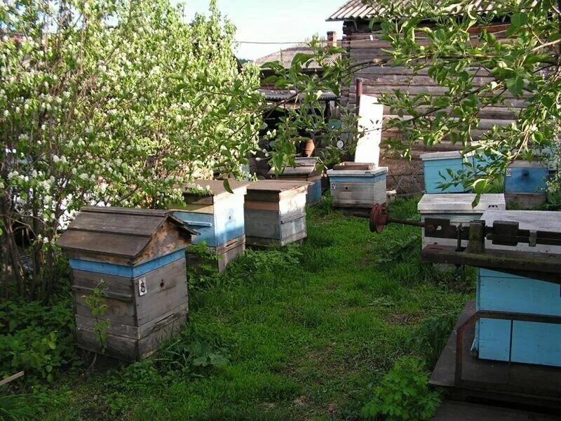 Деревенский улей уральские. Фото пасеки в деревне. Деревенский улей уральские. Пасека владимира рябухина на урале. Работа пчел.