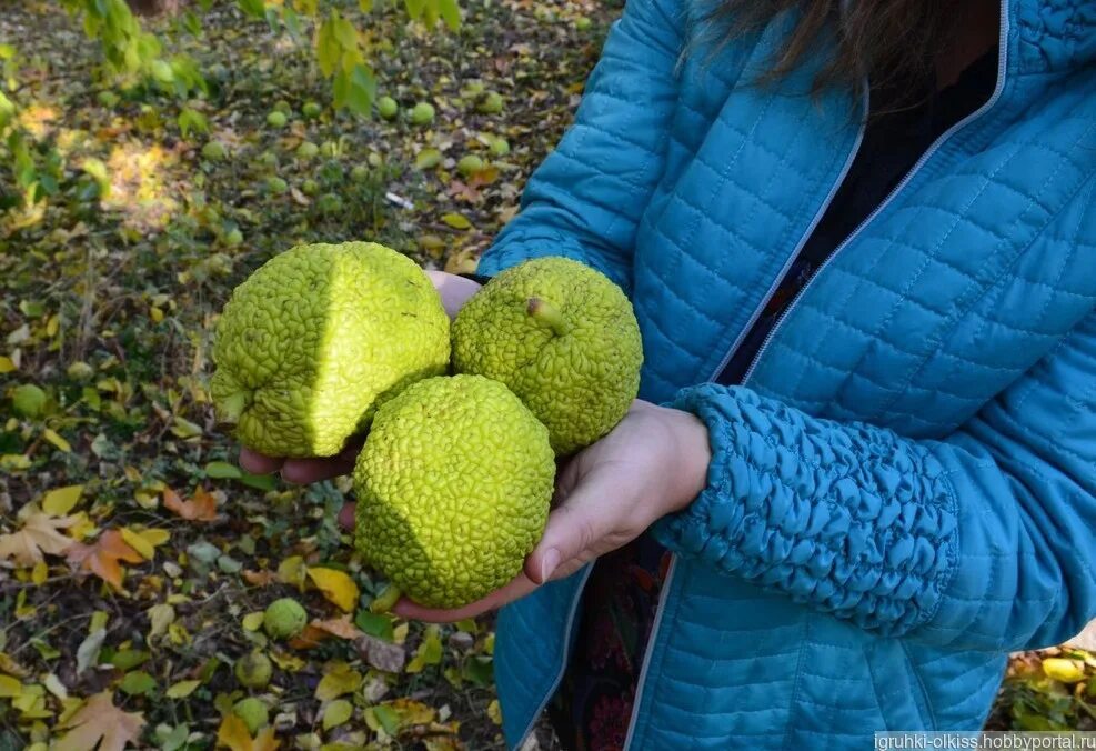 Какое адамово яблоко. Маклюра яблоконосная. Крымское яблоко маклюра. Плоды маклюры (адамово яблоко ). Маклюра (адамово яблоко) оранжевая.