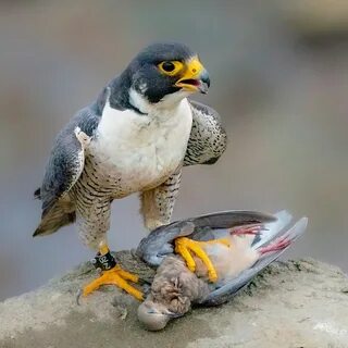 Falcon перевод