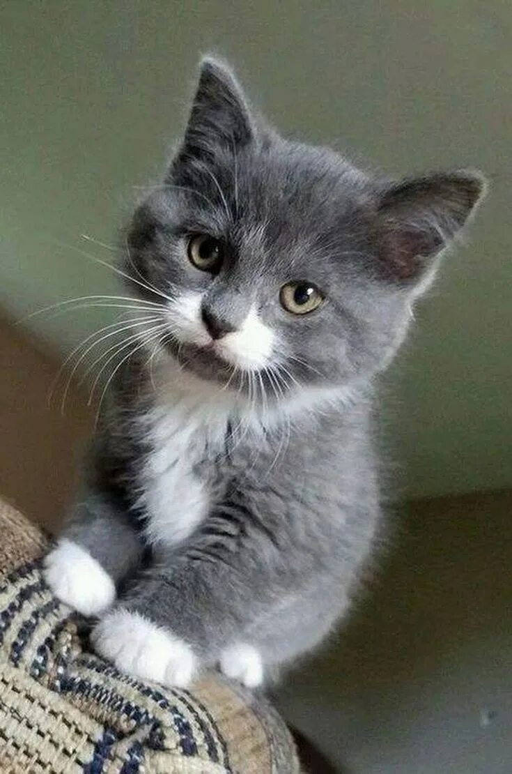 Котята с белыми лапками. Манчкин серый пушистый. Сибирская дымчатая короткошерстная биколор. Дымчатый котенок британец. Манчкин серый котенок.