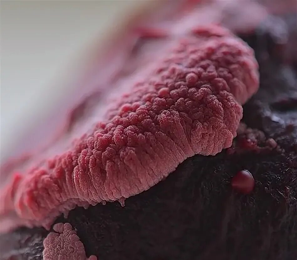 Pin on Look Closely! - Microscopes