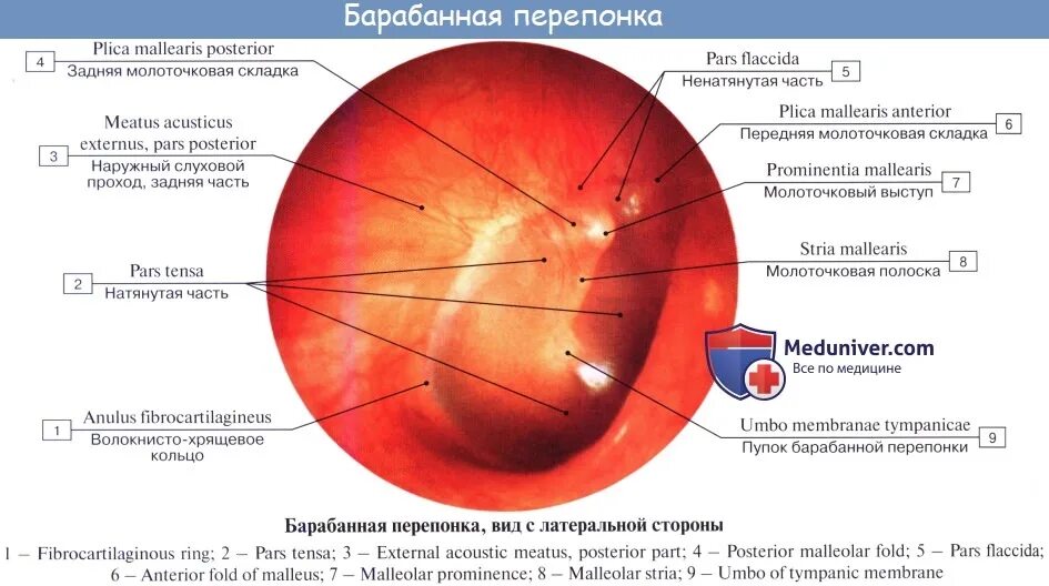 Натянутая барабанная перепонка. Гистологическое строение барабанной перепонки. Pars tensa барабанной перепонки. Сосуды барабанной перепонки. Строение барабанной перепонки анатомия.