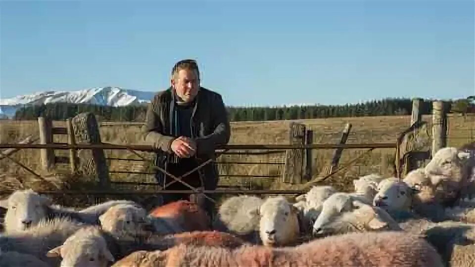 Men sheep