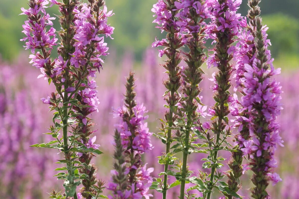 Иссоп лекарь. Иссоп лекарственный. Иссоп лекарственный (Hyssopus officinalis). Иссоп Hyssopus officinalis Hyssop. Иссоп лекарственный свойства и применение