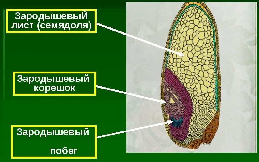 Семя состоит из семенной. Зародыш семени пшеницы состоит. Семя пшеницы зародышевый корешок. Зародышевого корешка и эндосперма семени пшеницы. Зародыш зародышасемини пшеницы состоит.