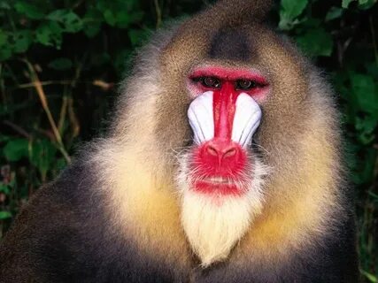 Scary baboon