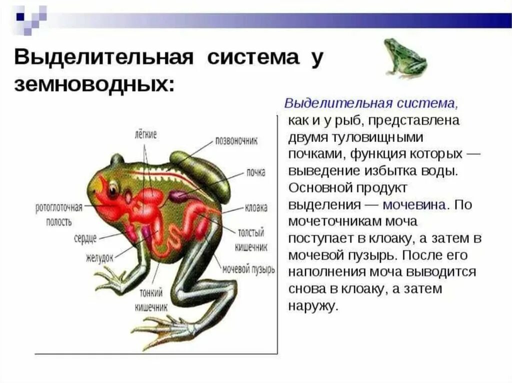 Система органов земноводных 7 класс. Класс земноводные или амфибии выделительная система. Выделительная система земноводных 7 класс биология. Выделительная система у амфибий 7 класс биология. Бесхвостые земноводные выделительная система.