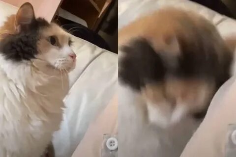 Голос кошки зовущей кошку