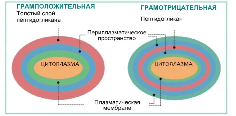 Различия в структуре грамположительных и грамотрицательных бактерий. Различия в структуре грамположительных и грамотрицательных бактерий
