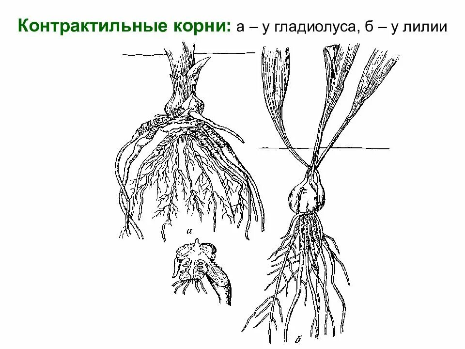 Контрактильные («втягивающие») корни. Семейство Лилейные корневая система. Корневая система лилейных. Чеснок видоизмененный корень