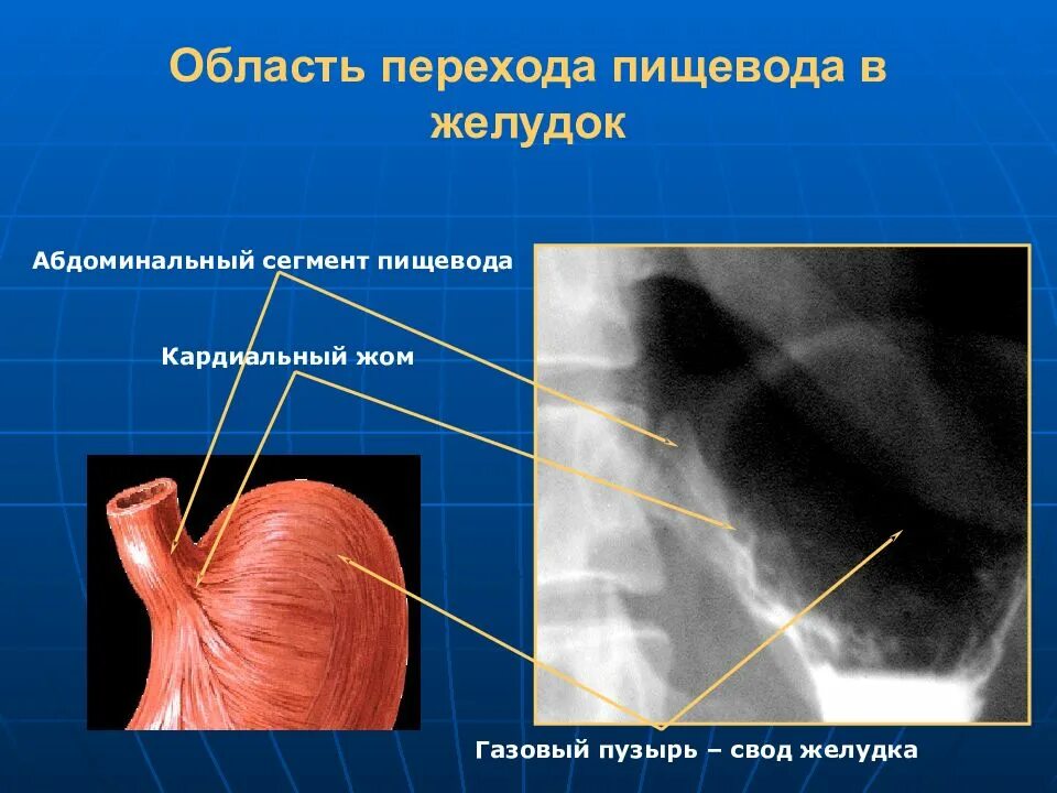 Кардиальный отдел пищевода. Рентгеноанатомия пищевода. Абдоминальный отдел пищевода. Сегменты пищевода. Трахеальный сегмент пищевода.