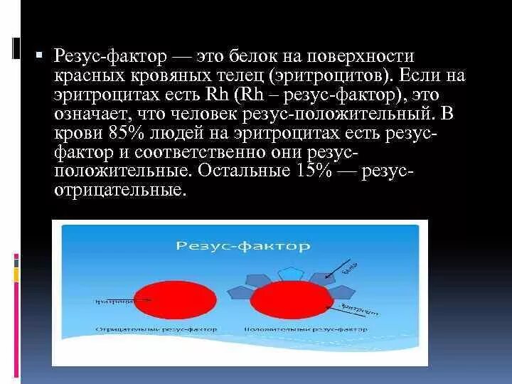 Антигенов резус rh. Система rh эритроцитов резус фактор. Положительный на положительный резус фактор. Эритроциты поверхность с резус-фактором. Резус отрицательный эритроцит.