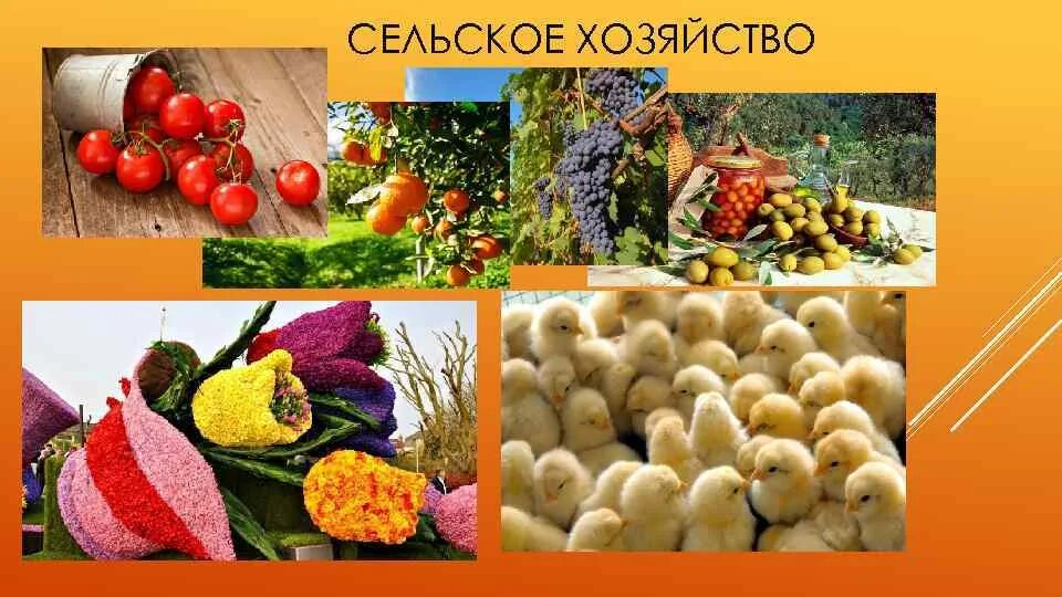 Сельскохозяйство Италии. Отрасли сельского хозяйства Италии. Сельское хозяйство Италии презентация. Сельское хозяйство Италии кратко