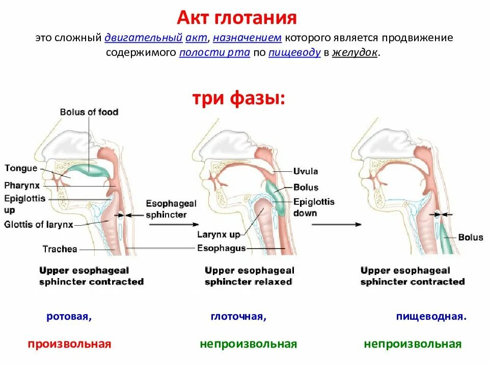 Глоток условие. Фазы глотания схема. Механизм регуляции глотания. Рефлекс глотания схема. Последовательность этапов акта глотания.