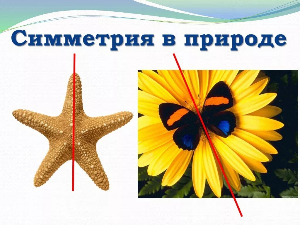 Симметрия в живой природе. Симметричные предметы. Примеры симметрии в природе. Сообщение о симметрии. Симметрия в окружающем мире.