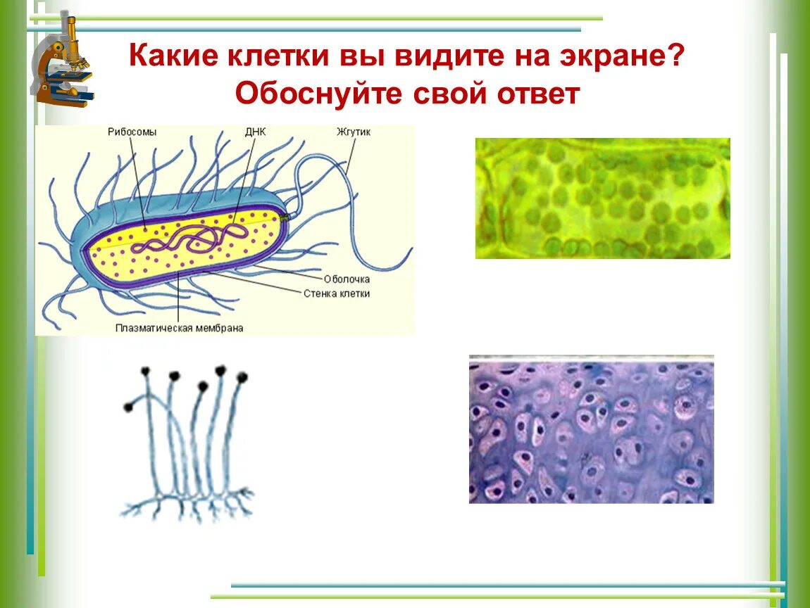 Клетка прокариот. Прокариоты и эукариоты. Клетка бактерии прокариоты. Прокариотическая клетка виды.