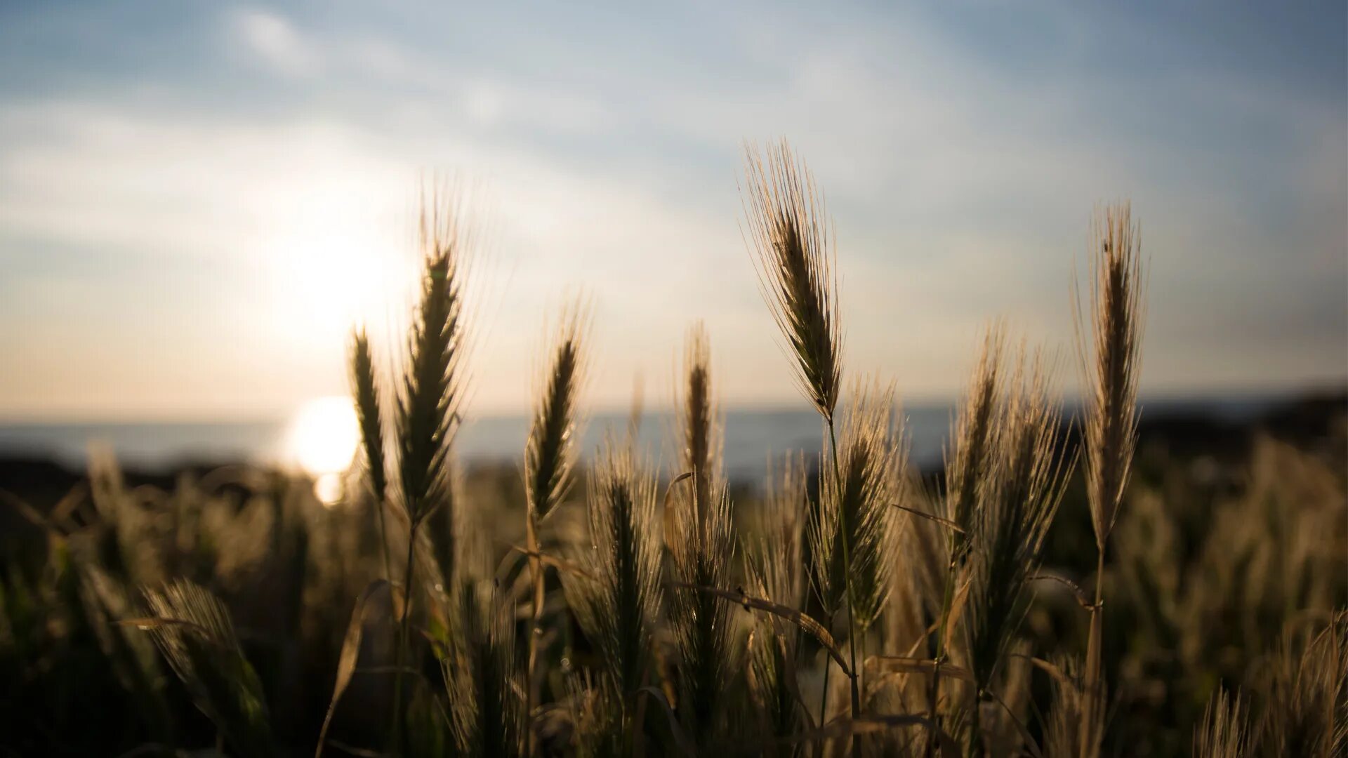 Кукурузное поле ночью. Каратай золотая рожь. Зерновые культуры поле. Тропа в кукурузном поле. Земля пшеница.