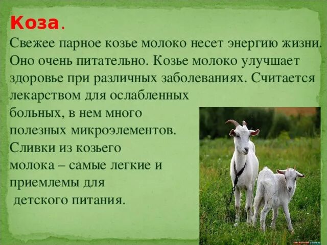 Почему сворачивается козье молоко. Интересные факты о козах. информация о козе. доклад про козу. сообщение про козье молоко.