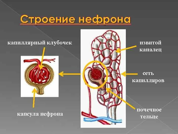 Какая кровь в клубочке нефрона. Строение клубочка нефрона. Строение капиллярного клубочка нефрона. Капиляоный клубок нефрона. Капиллярный клубочек каналец нефрона.