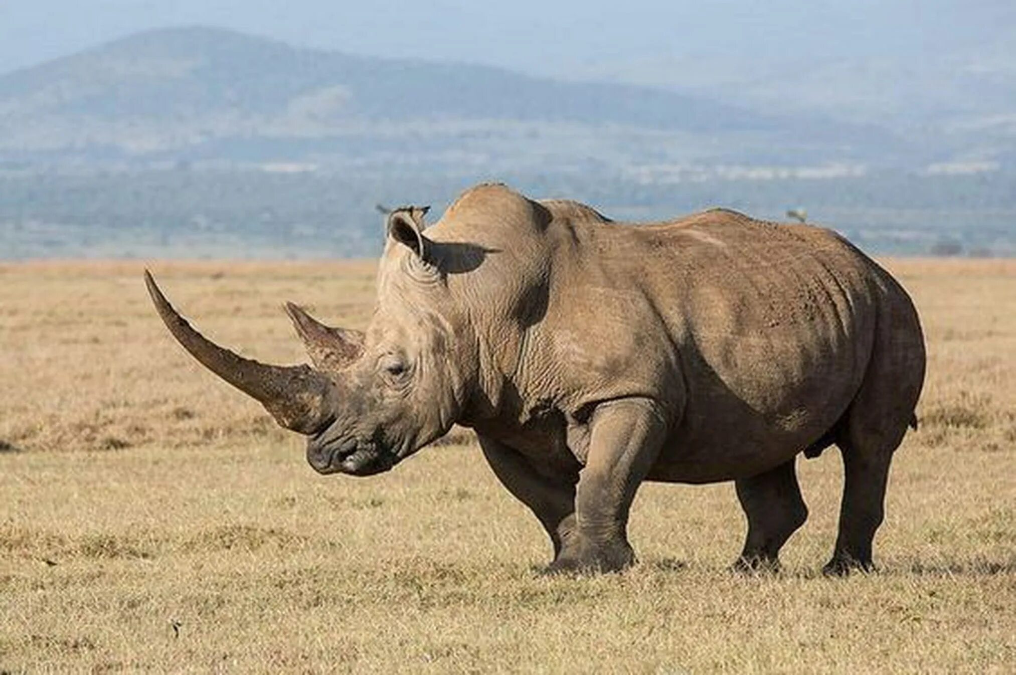 Африканский белый носорог. Белый носорог (Ceratotherium simum). Африканский двурогий носорог. Белые носороги в ЮАР.