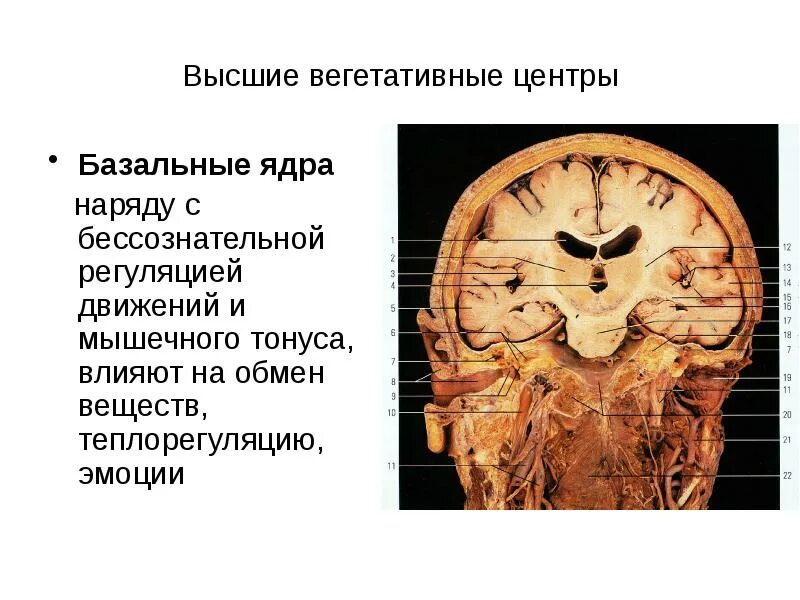 Укажите расположение высших вегетативных центров Головной мозг вегетативные мозг
