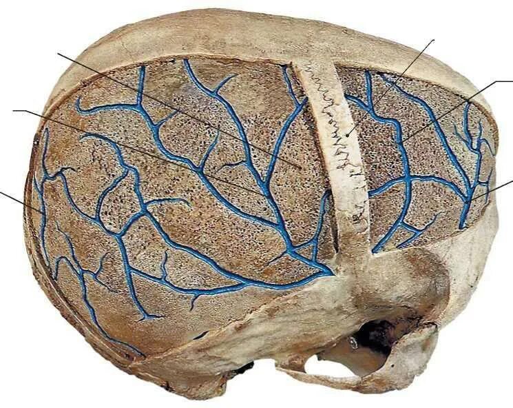 Эмиссарные и диплоические вены. Диплоические вены черепа. Диплоические вены анатомия. Эмиссарные вены костей черепа. Кровообращение костей