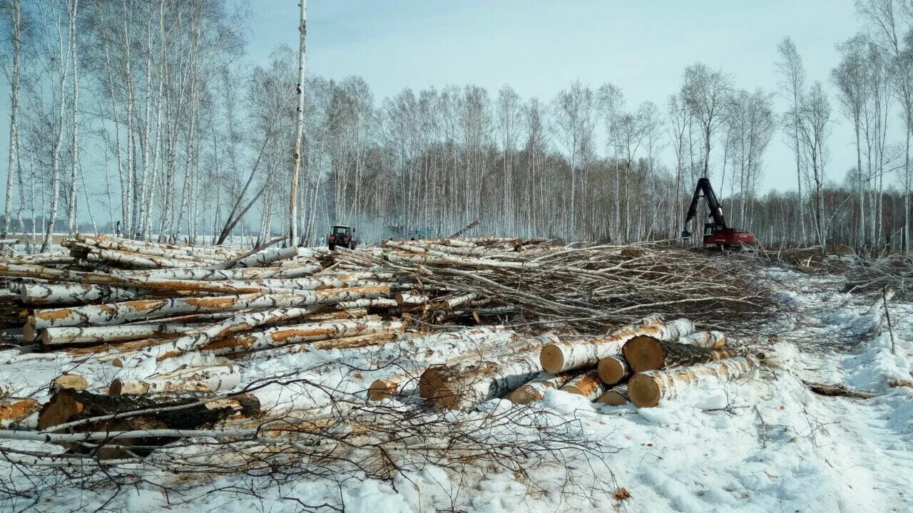 Оон леса. Делянка леса. Вырубка лесов. Заготовка леса. Рубка деревьев зимой.