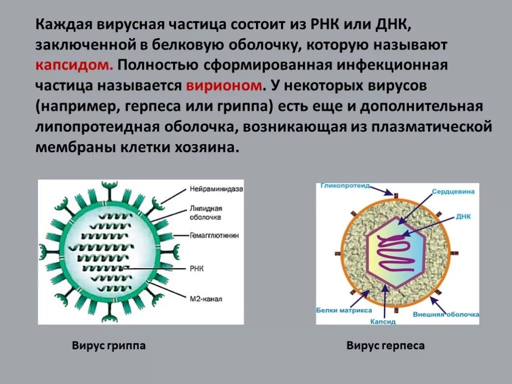 Строение вируса. Вирусная частица. Строение ДНК вируса. Строение оболочки вируса.