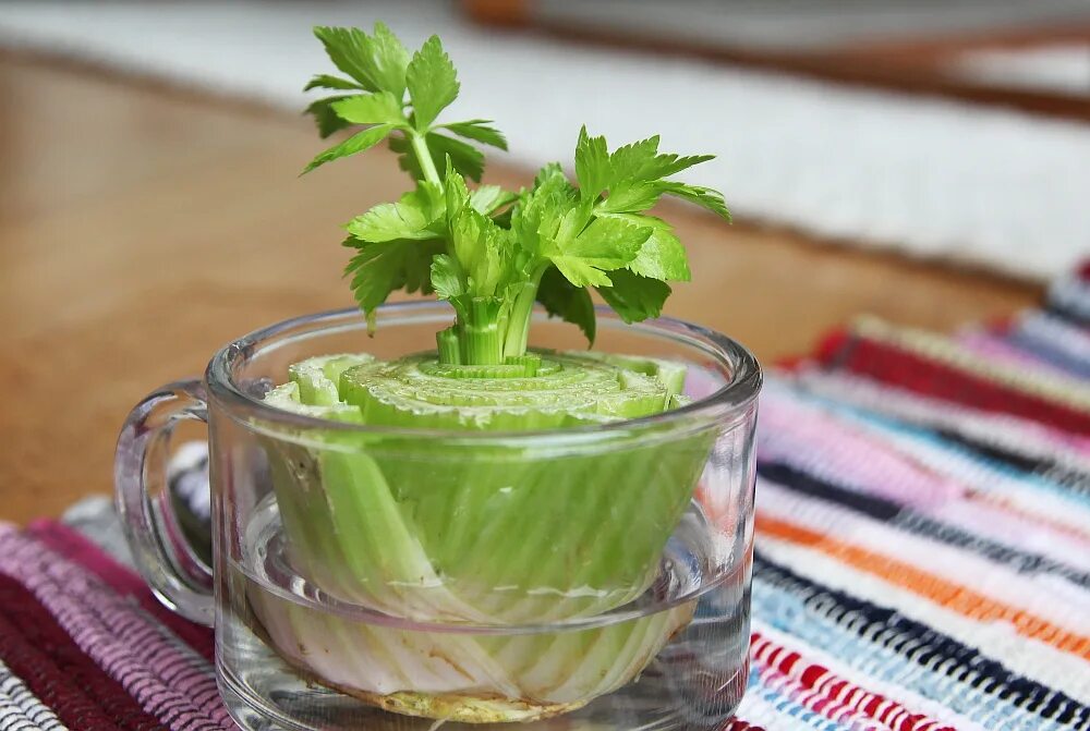 Можно вырастить сельдерей. Сельдерей черешковый. Сельдерей черешковый выращивание. Сельдерей черешковый корень. Сельдерей в горшке на подоконнике.