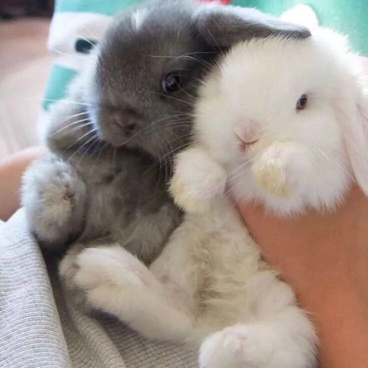 Милые статусы с животными. Как милые живут. Милые статусы. Шапка 'ёжик'. Одежда для хомячков.