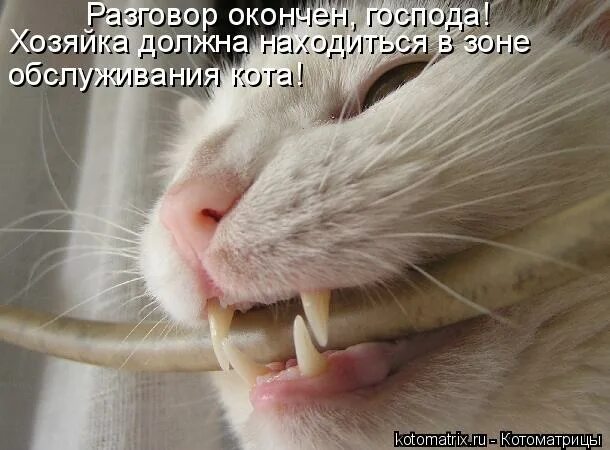 Диалог кота. Разговоры котов приколы. смешные коты диалоги. кошачьи беседы юмор. смешные диалоги с котами.