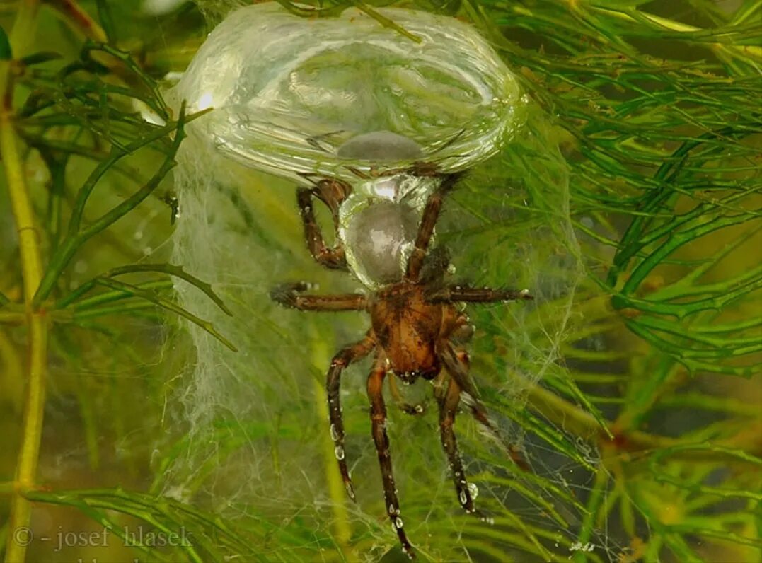 Паук подводник. Argyroneta aquatica – паук-серебрянка. Серебрянка (argyroneta aquatica). Животное серебряный карась паук серебрянка орган. Животное серебряный карась паук серебрянка орган.