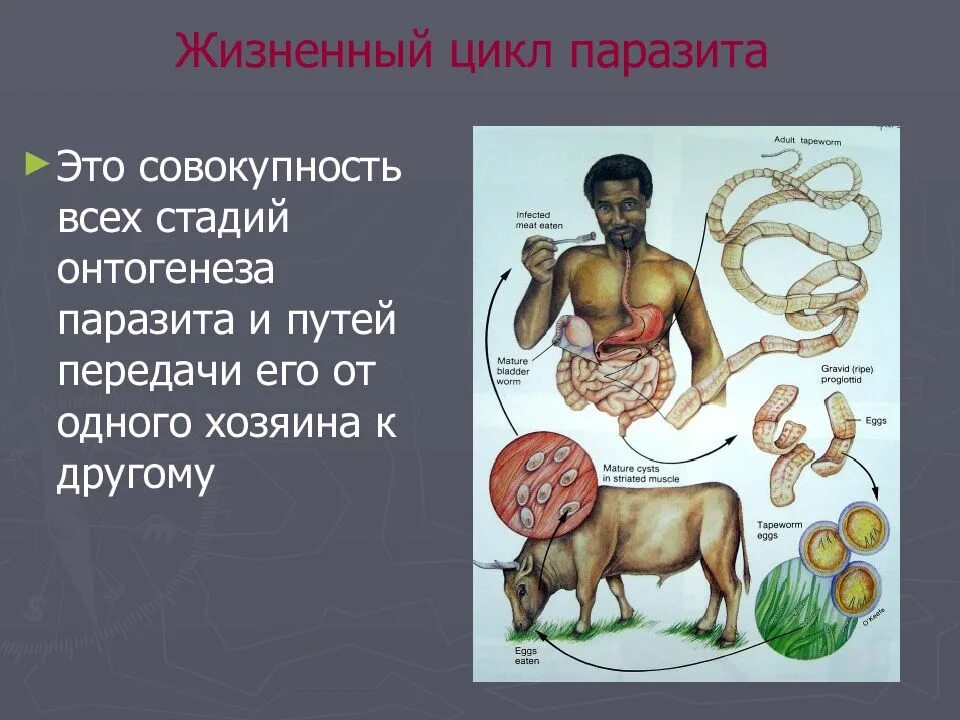Циклы жизни паразитов