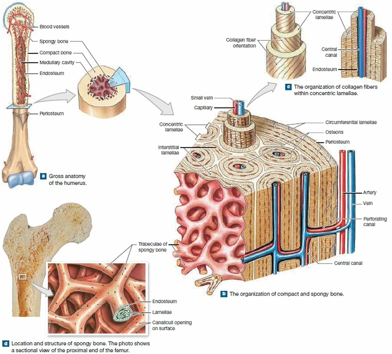 Трубчатая костная ткань. Compact Bones and spongy Bones. Compact and spongy Bone. Структура кости человека. Строение остеона.