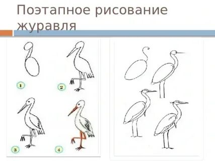 Как нарисовать белого журавля