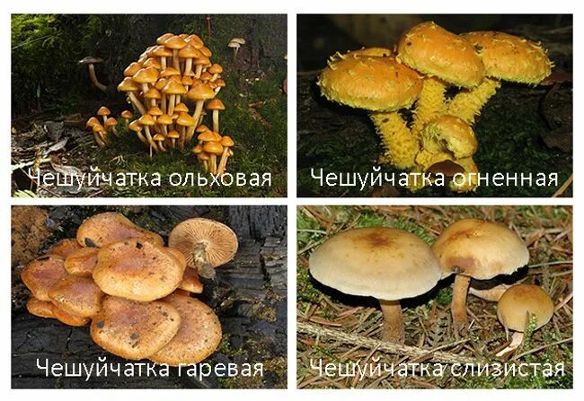 Королевский опенок съедобный фото и описание