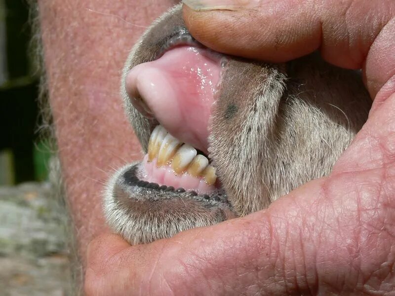 Adorable smiling funny looking white lama with big front teeth looking around in
