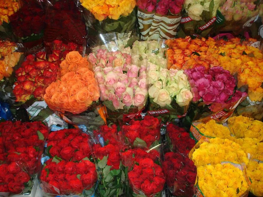 Купить розы от производителя. Свежесрезанные цветы. Склад цветов. Поставщики цветов. Оптовый склад цветов.