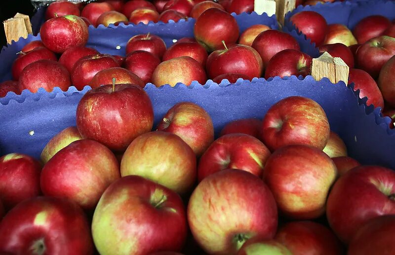 Apple market спб. Санкт-Петербург яблоки. Растут яблоки в Санкт-Петербурге. Алиса почем сегодня яблоки. Алиса, почём яблоки на картинке покажи вместе с ценой.