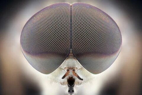 Fly in eye