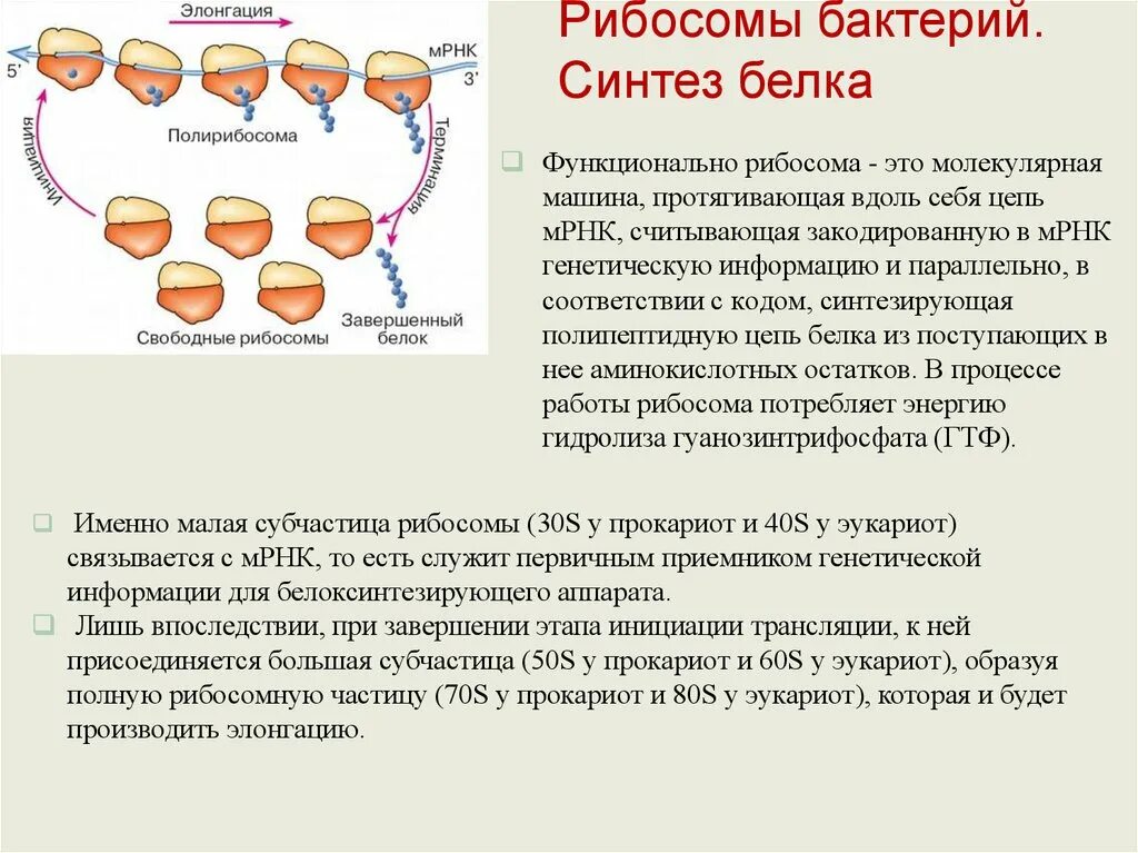 Сборка белка происходит. Химический состав рибосом бактерий. Рибосомы бактерий функции. Синтез белков структура клетки. Метод выявления рибосом.