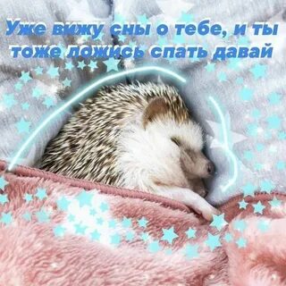 Сон много ежиков