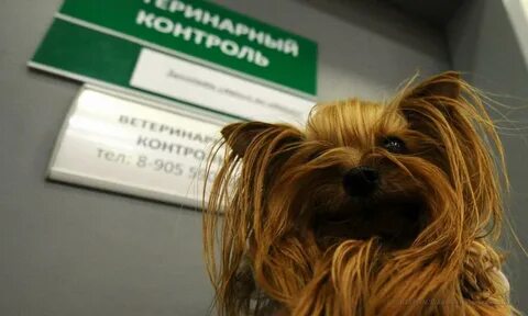 Надзор животных