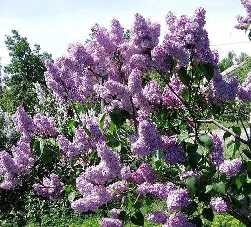 Сирень Памяти Людвига Шпета - купить саженцы из питомника: фото, описание, отзыв