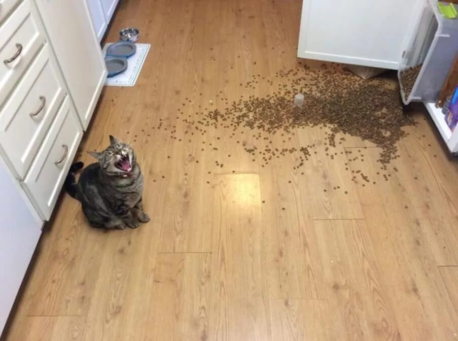 Домашние просят. Кошка нашкодила. Кот напакостил. Кот рассыпал корм. Смешной кот на полу.